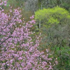 山桜