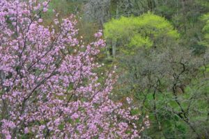 山桜