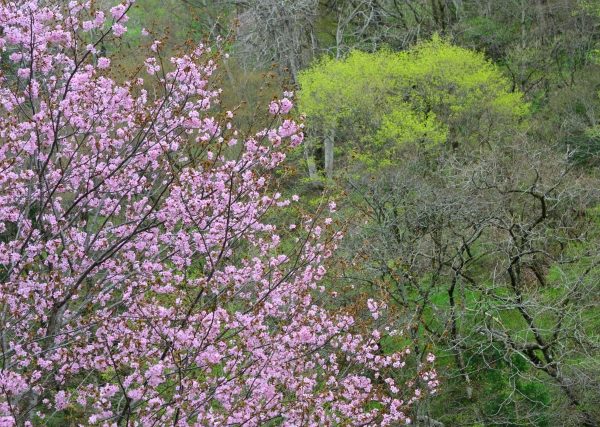 山桜